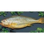 Fish Series 鱼类