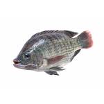 Fish Series 鱼类