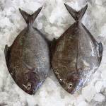 Fish Series 鱼类