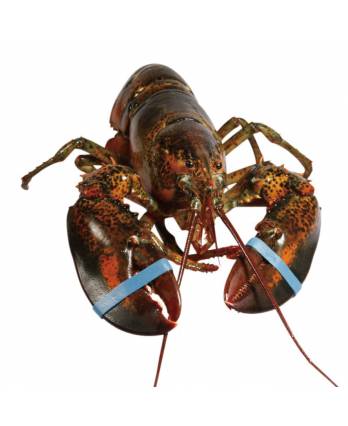 活冻龙虾(美国) 460/520g Frozen Lobster (USA) (1kg)