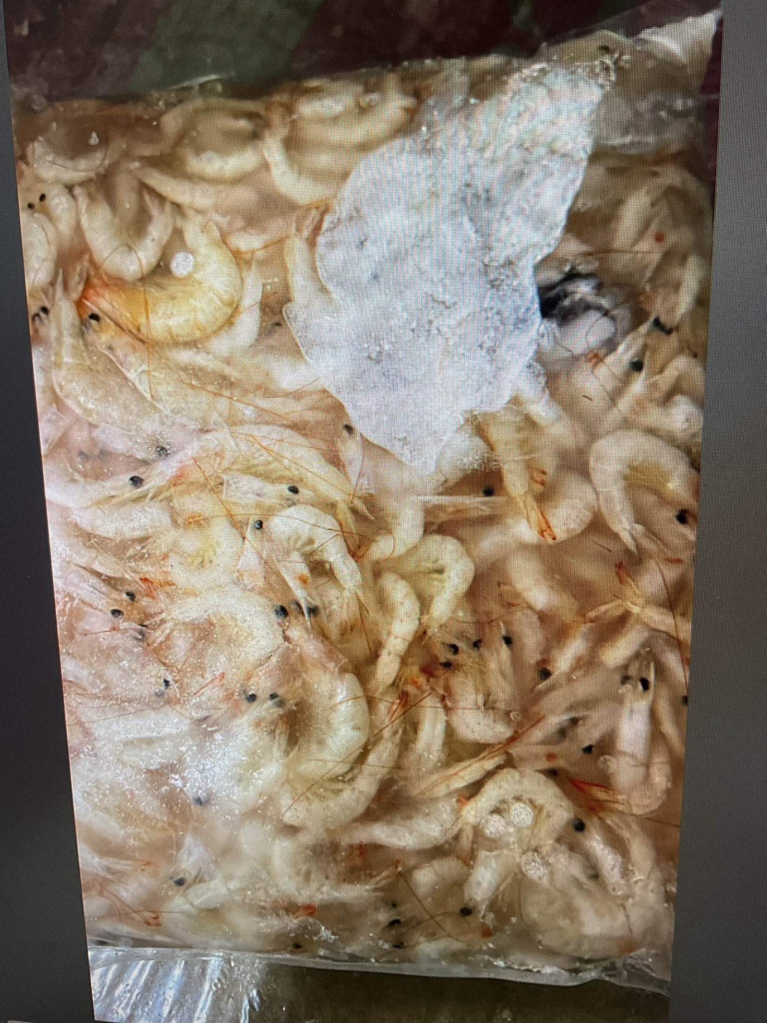 小白虾 Small White Prawn