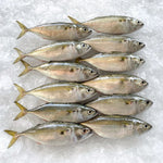 甘蒙鱼 - 甘望鱼 6/8 KAMPUNG FISH - INDIAN MACKEREL 1KG