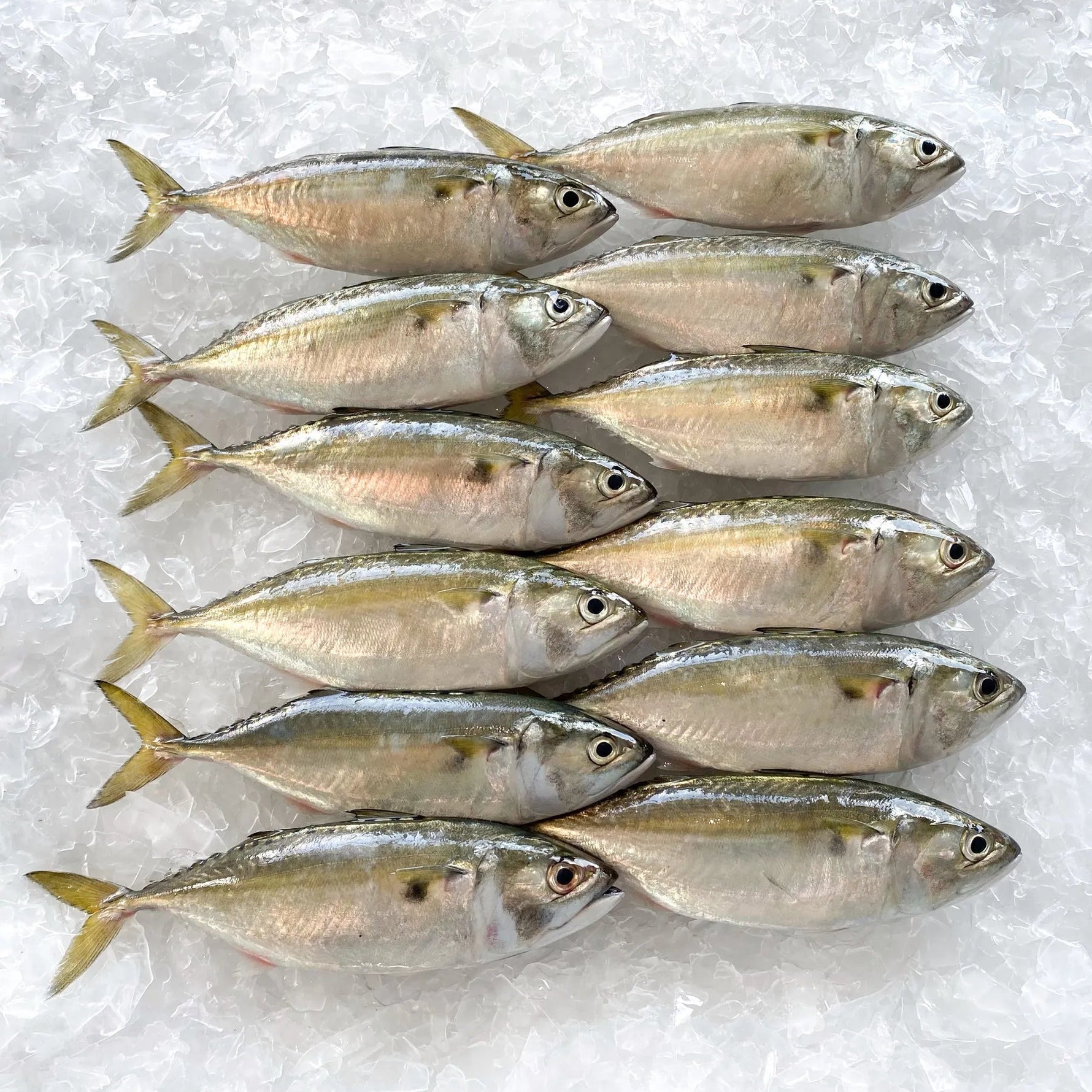 甘蒙鱼 - 甘望鱼 6/8 KAMPUNG FISH - INDIAN MACKEREL 1KG