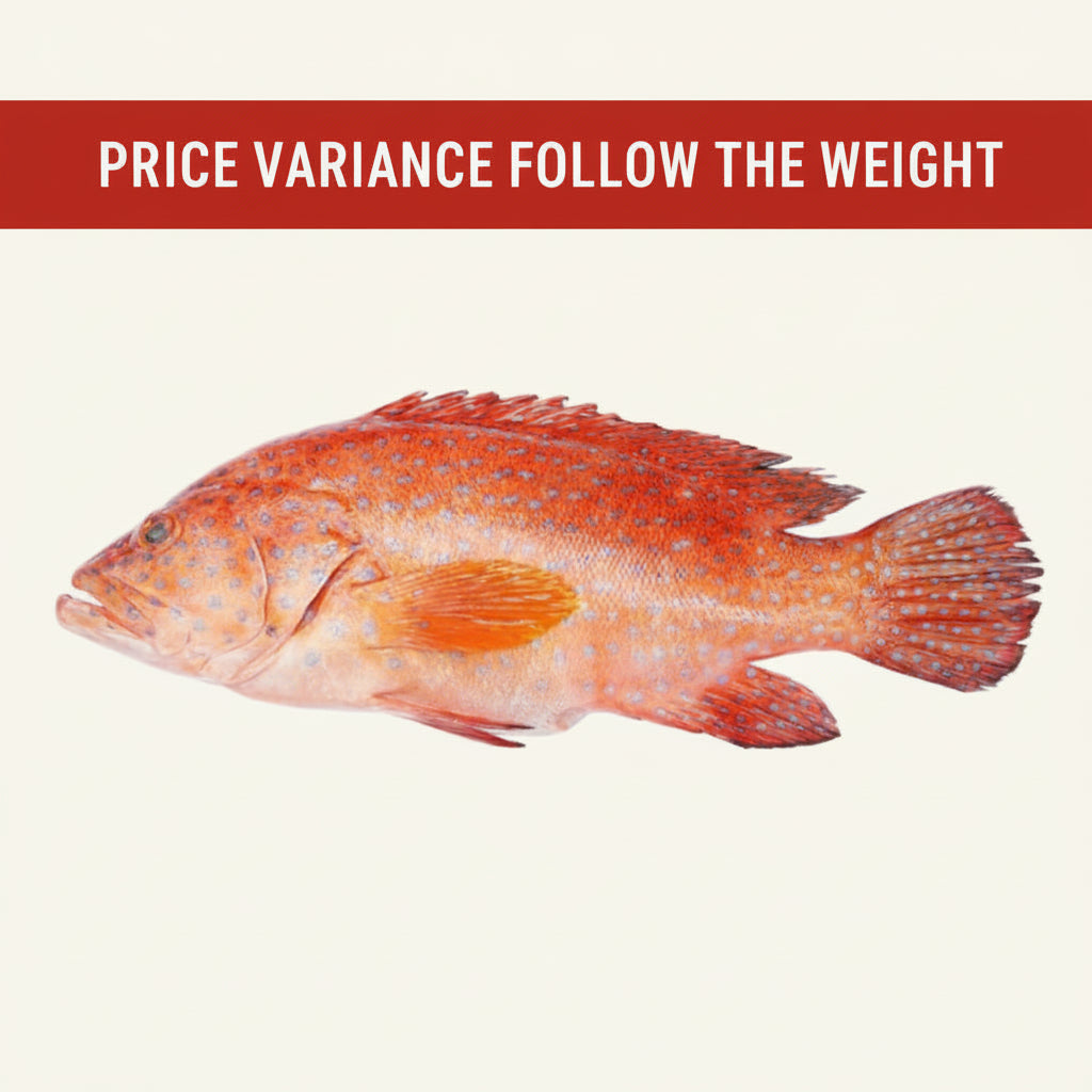 新鲜大红斑 FRESH RED GROUPER