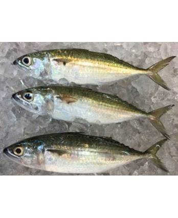 甘蒙鱼 KAMPUNG FISH(10KG/CTN)