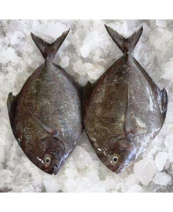 黑鲳鱼 FZ BLACK POMFRET CLEANED