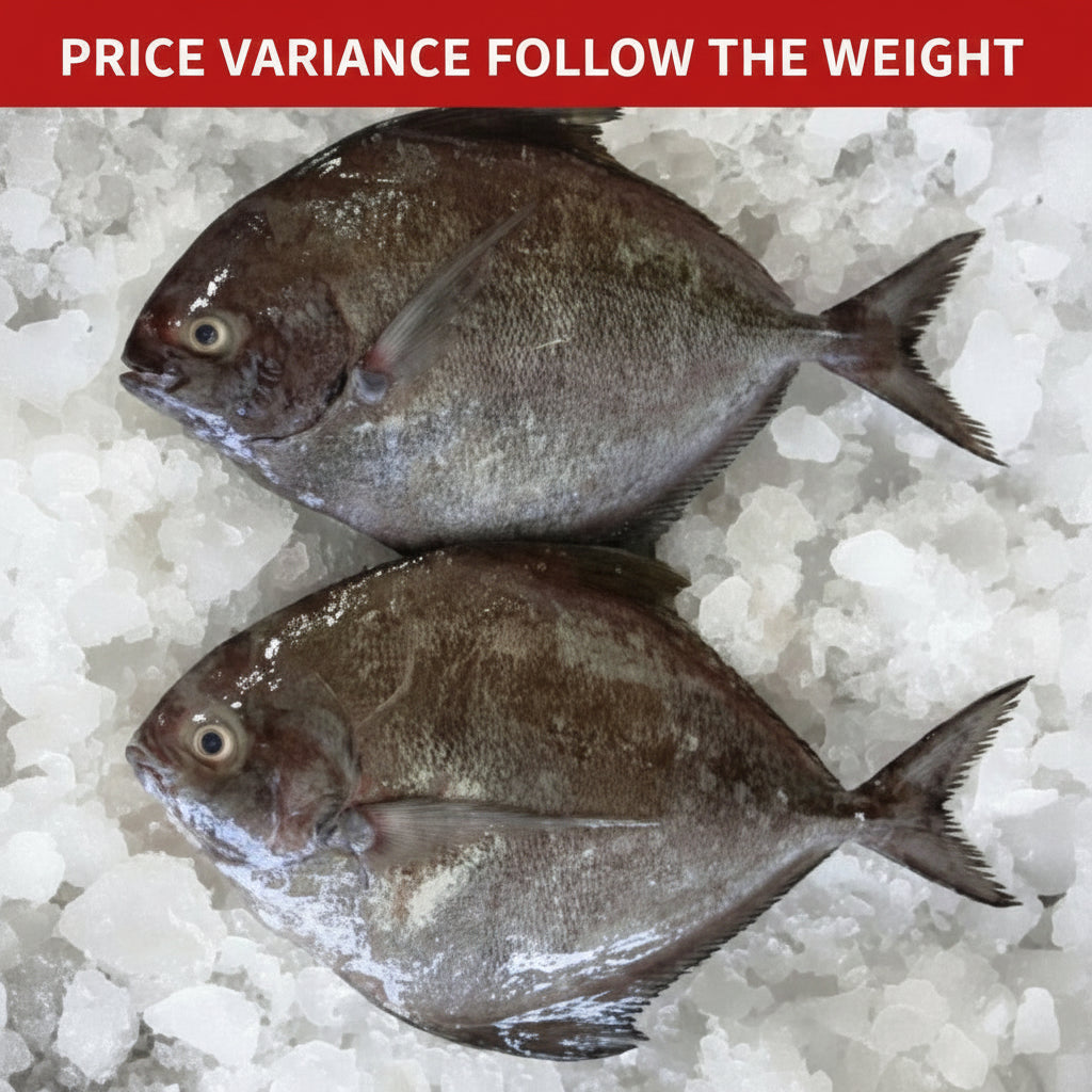 黑鲳鱼 FZ BLACK POMFRET CLEANED