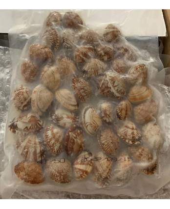 冻花啦 FRZ FLOWER CLAMS (500G/PKT)