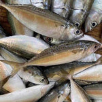 甘蒙鱼 - 甘望鱼 6/8 KAMPUNG FISH - INDIAN MACKEREL 1KG
