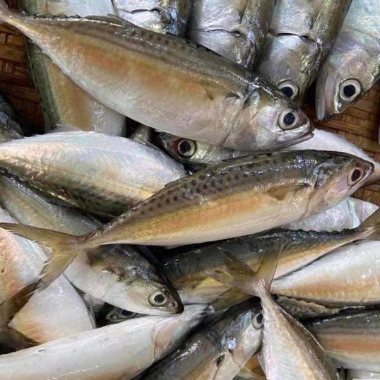甘蒙鱼 - 甘望鱼 6/8 KAMPUNG FISH - INDIAN MACKEREL 1KG
