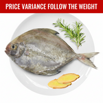 黑鲳鱼 FZ BLACK POMFRET CLEANED