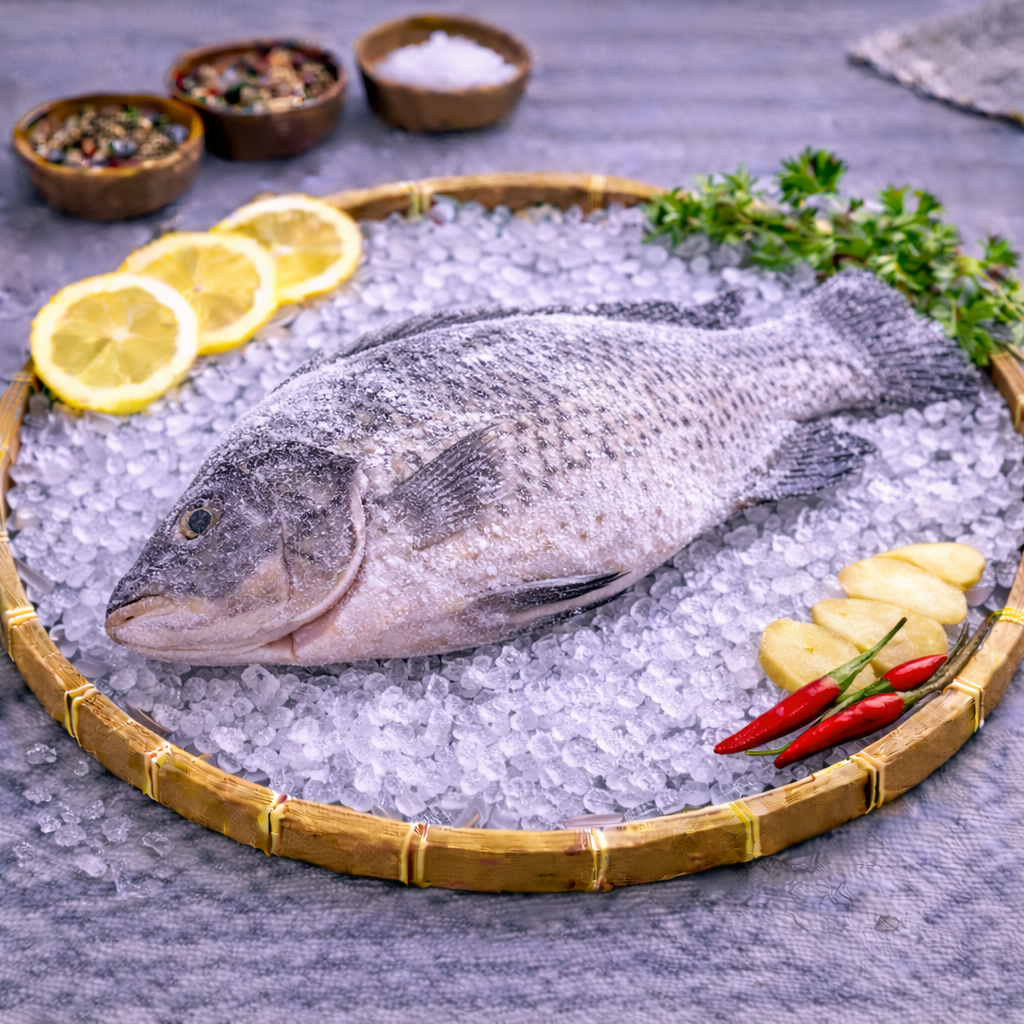 冻黑罗非鱼 BLACK TILAPIA