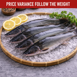 鲶鱼 CAT FISH / IKAN KELI (4PKT/CTN)