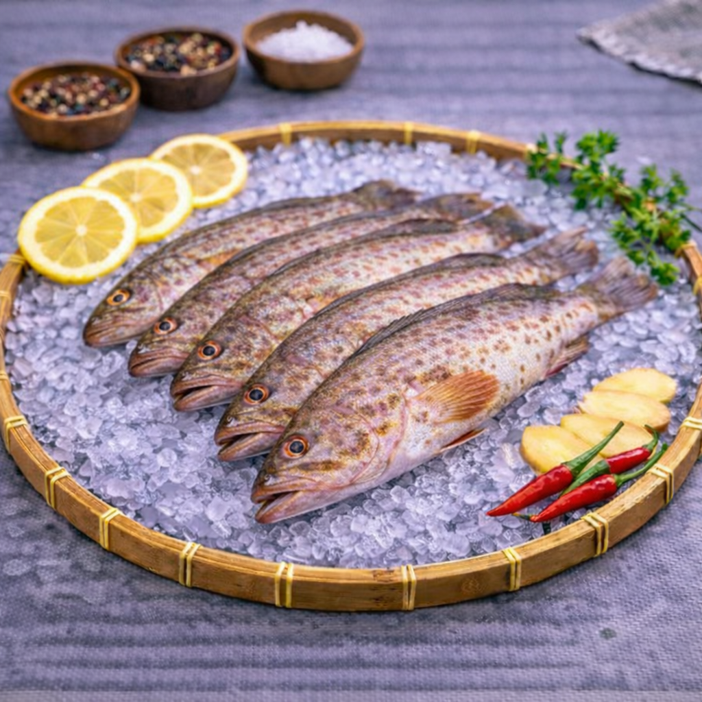 花斑鱼 FLOWER GROUPER