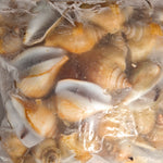 冻红贡贡 FRZ RED GONG GONG(15KG/CTN)