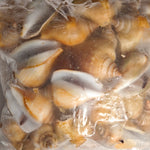 冻红贡贡 FRZ RED GONG GONG(15KG/CTN)