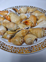 冻红贡贡 FRZ RED GONG GONG(15KG/CTN)