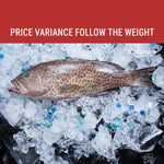 花斑鱼 FLOWER GROUPER