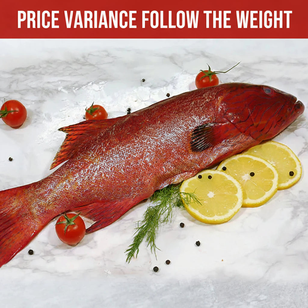 小红斑 SMALL RED GROUPER