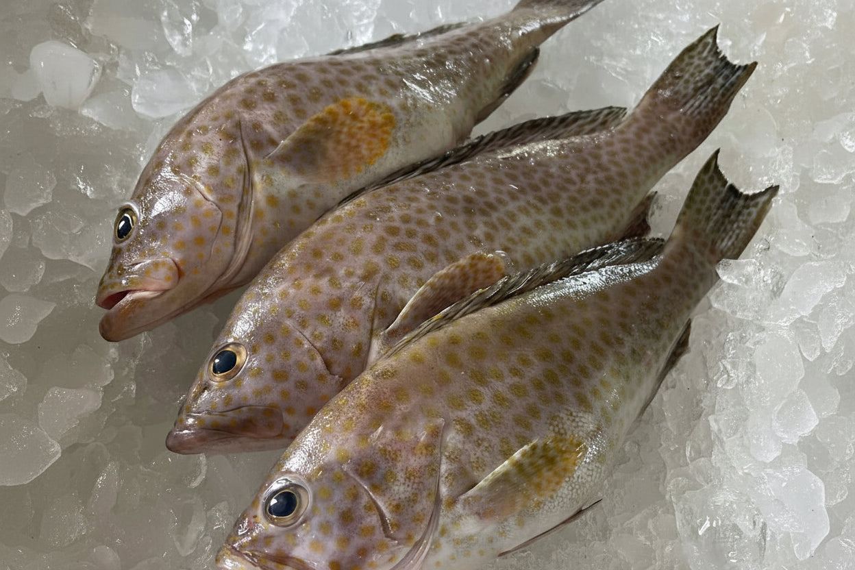 Fish