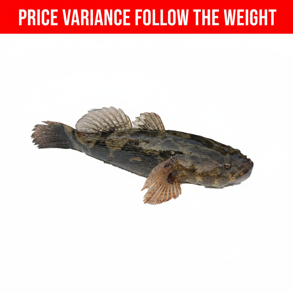 顺壳鱼(杀净) 600/700  SOON HOCK FISH-PC