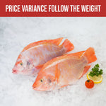 冻红罗非鱼 RED TILAPIA