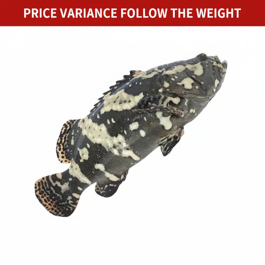 龙虎斑(杀净) DRAGON TIGER GROUPER (CLEANED)