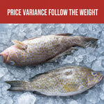 花斑鱼 FLOWER GROUPER