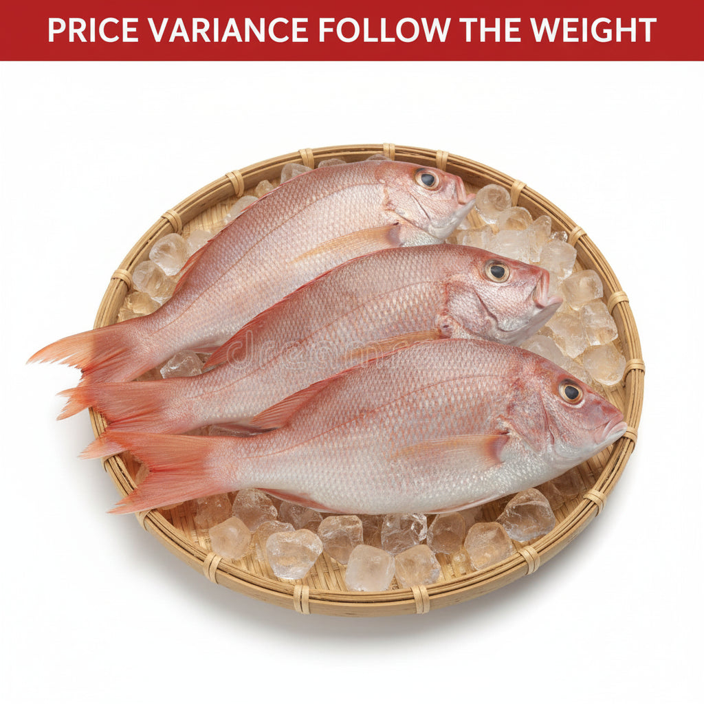 新鲜小红鸡鱼仔 FRESH GROUPER