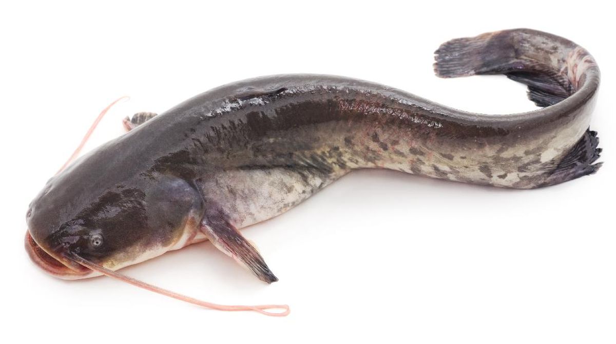 鲶鱼 CAT FISH / IKAN KELI (4PKT/CTN)