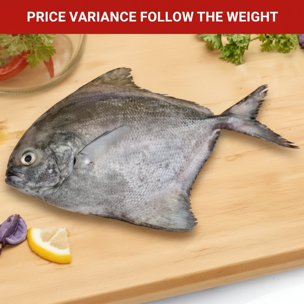 黑鲳鱼 FZ BLACK POMFRET CLEANED