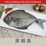 黑鲳鱼 FZ BLACK POMFRET CLEANED
