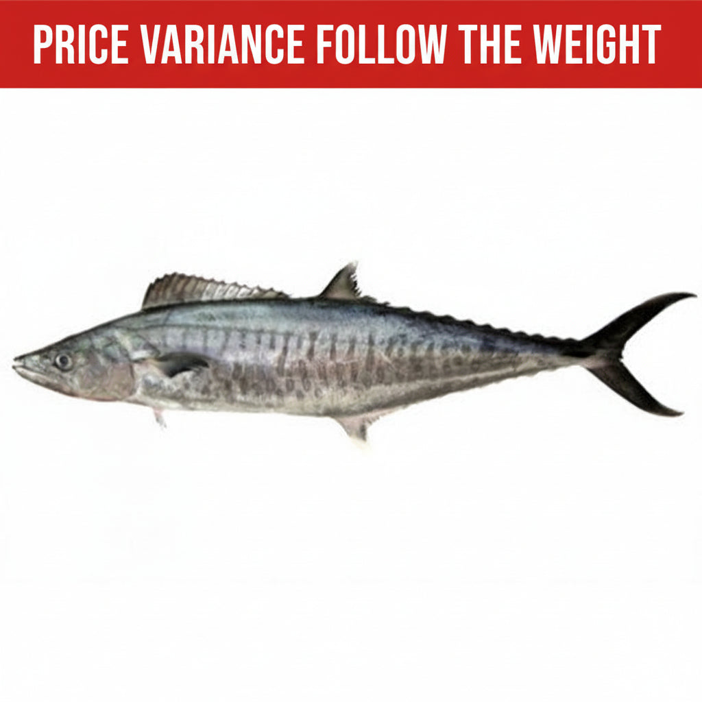 冻整巴当鱼 FROZEN WHOLE BATANG