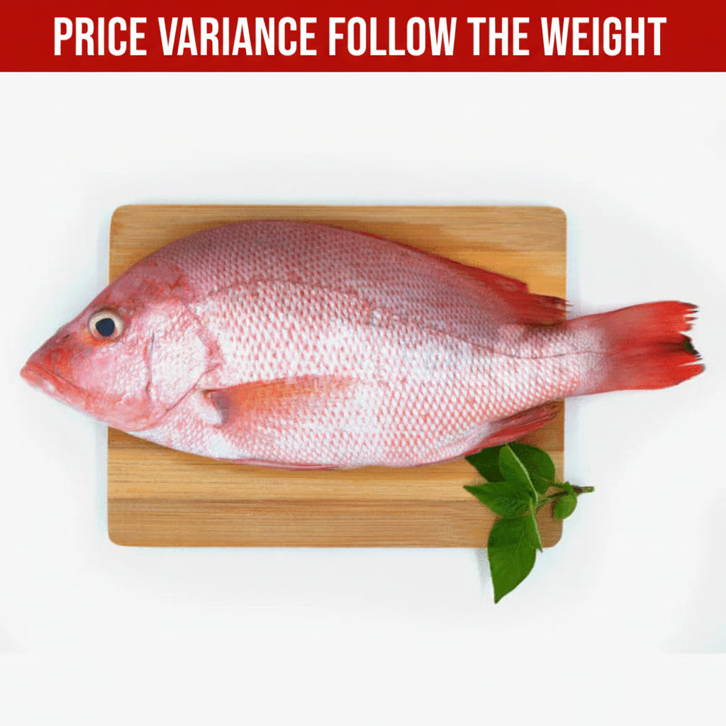 新鲜大红鸡鱼 FRESH GROUPER